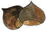 gaztain.gif (3340 bytes)
