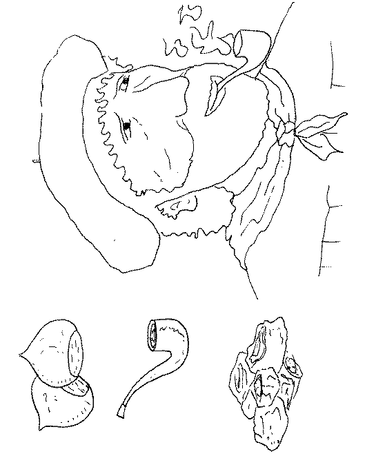 olenbn5.gif (26315 bytes)